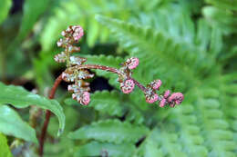 Image of Autumn fern