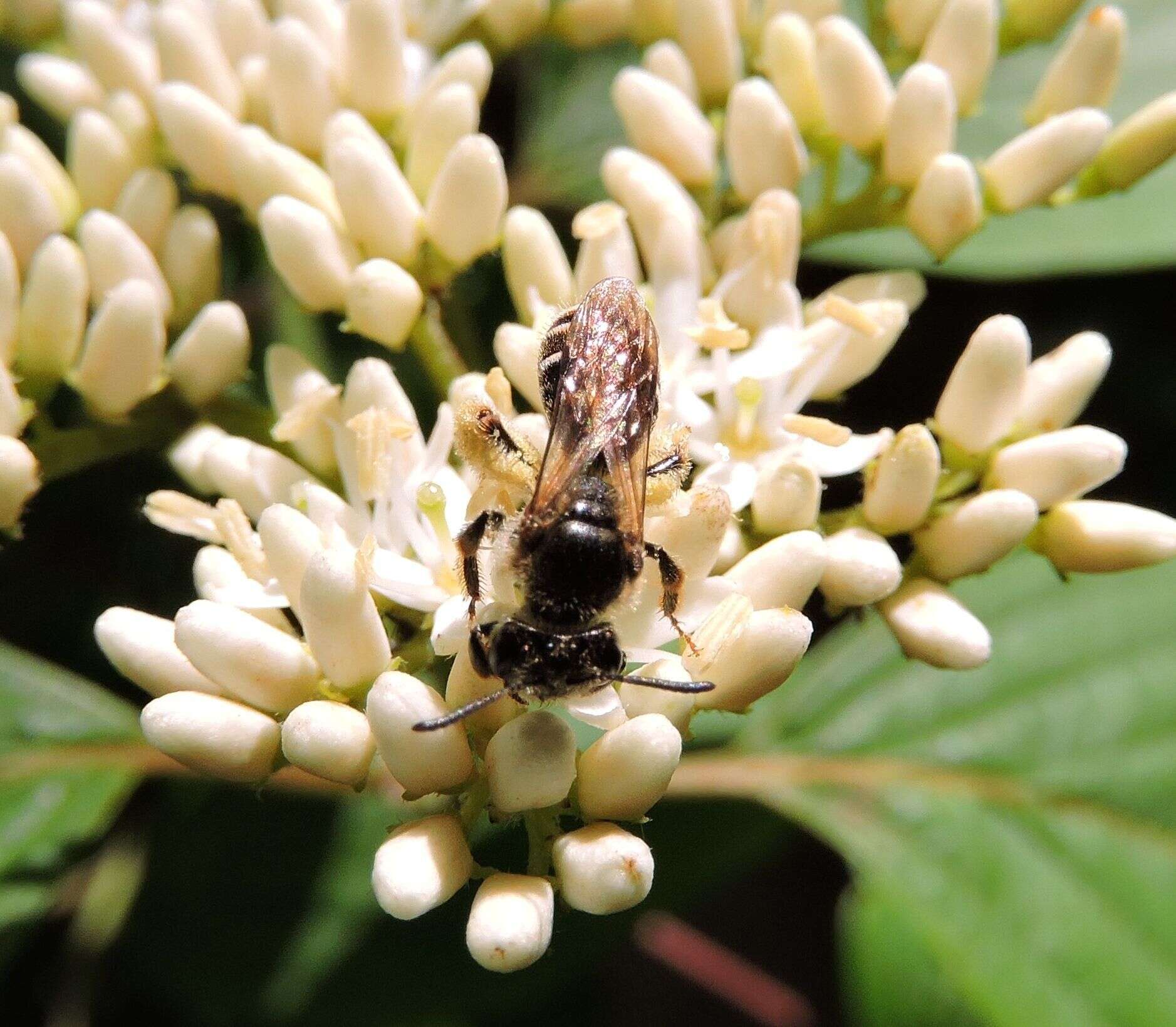 Image of Fragile Dogwood Andrena