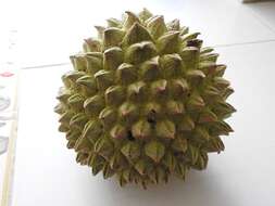 Image of annona