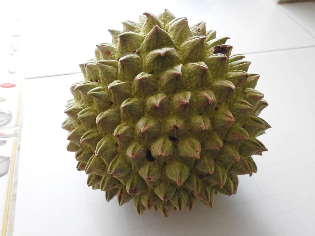 Image of annona