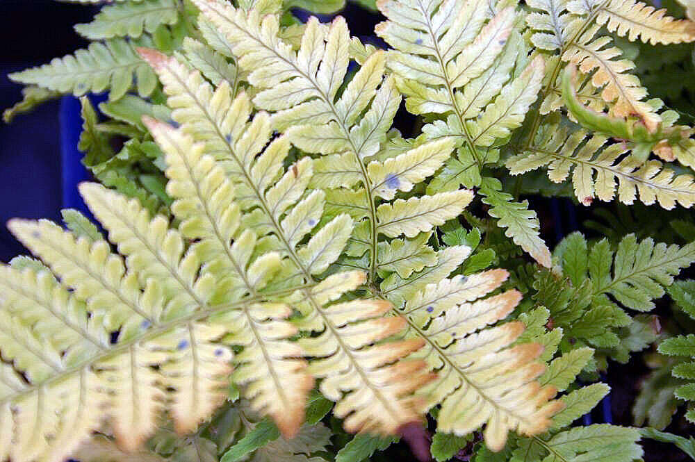 Image de Dryopteris erythrosora (D. C. Eat.) O. Kuntze