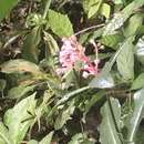 Image of Ardisia opegrapha subsp. wagneri (Mez) J. J. Pipoly & J. M. Ricketson