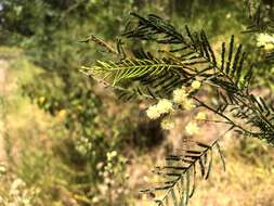 Image of Acacia loroloba Tindale