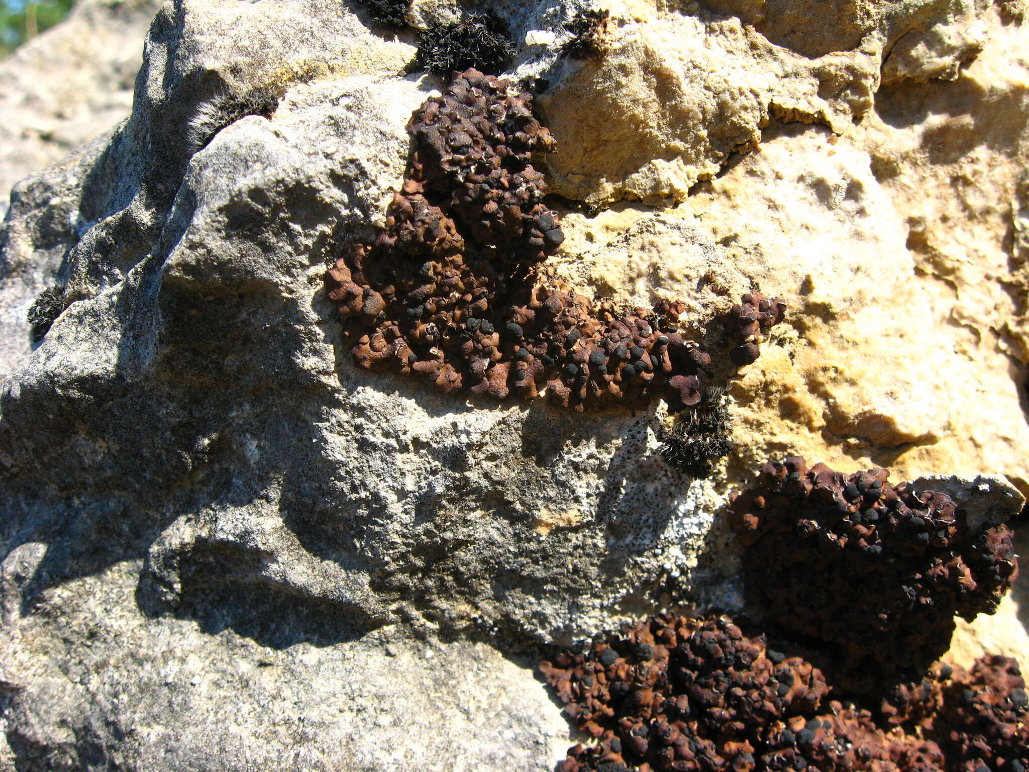 Image of lecidea lichen