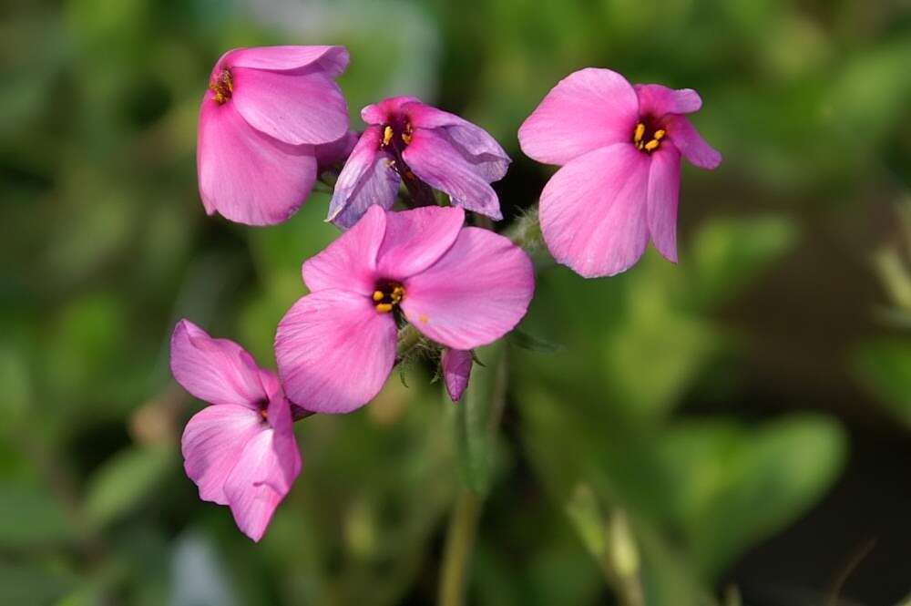 Image of creeping phlox