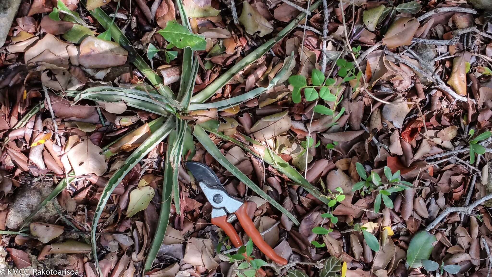 Aloe ambrensis J.-B. Castillon resmi