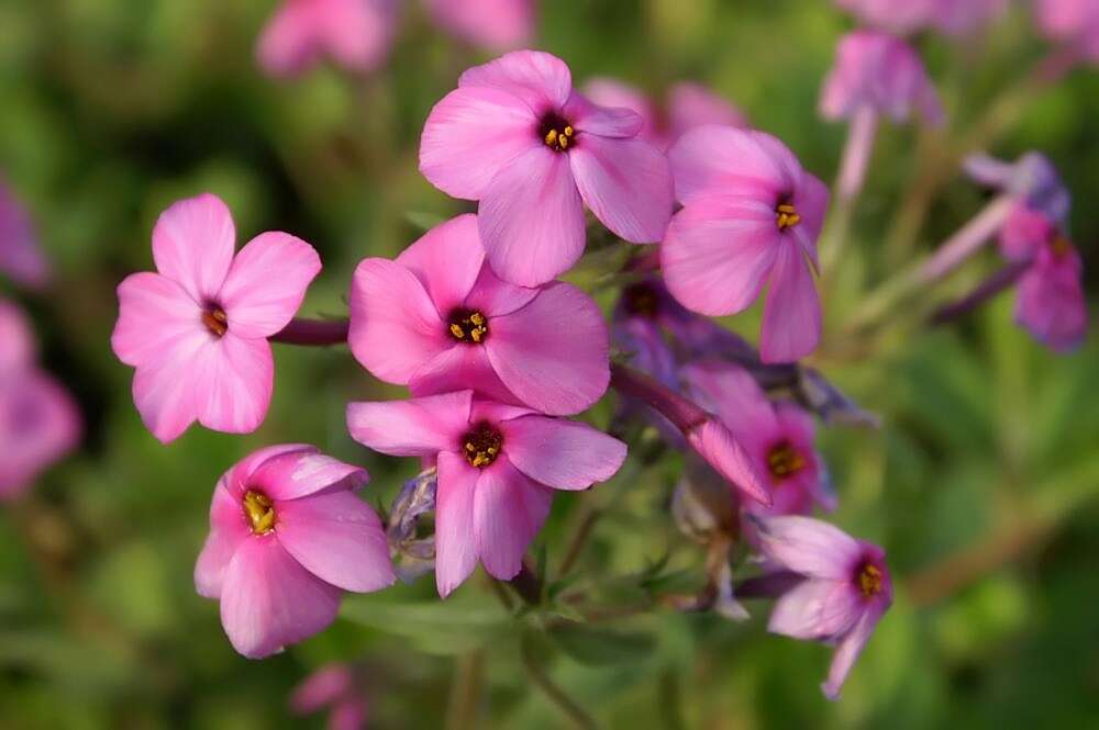 Image of creeping phlox