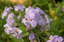 Image of creeping phlox