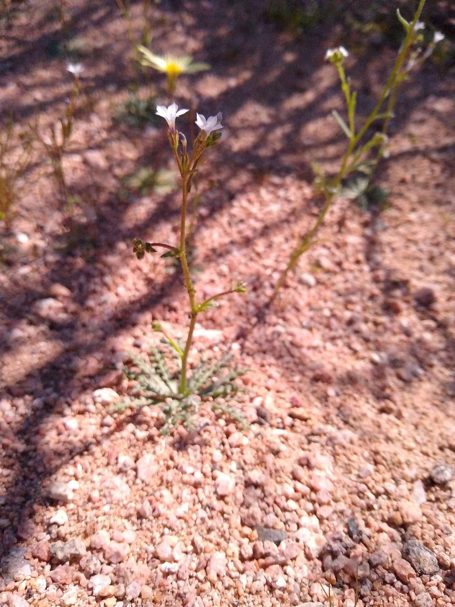 Image of rosy gilia