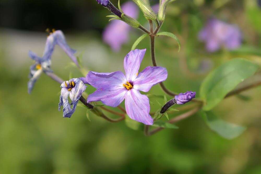 Image of creeping phlox