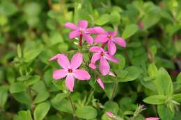 Image of creeping phlox