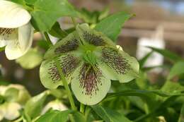 Image of Hellebore