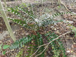 Image of Japanese netvein hollyfern