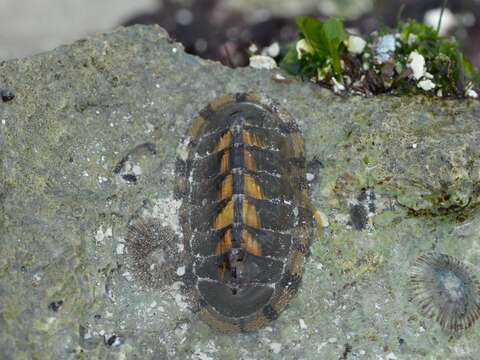 Image of marbled chiton