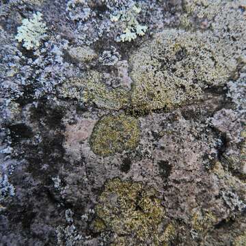 Image of map lichen