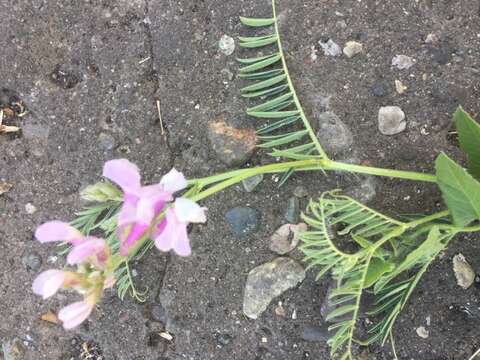 Image of <i>Lathyrus armenus</i>