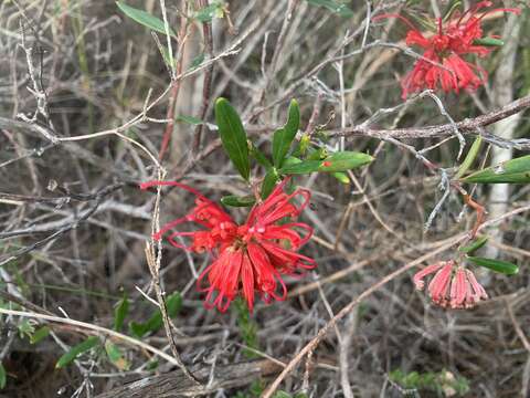 Image of Grevillea speciosa (Knight) Mc Gill.