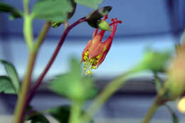 Image of red columbine