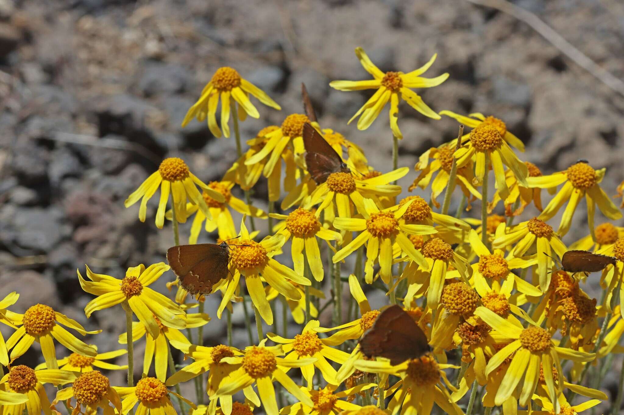 Image of <i>Eriophyllum lanatum</i> var. <i>achilleoides</i> (DC.) Jeps.