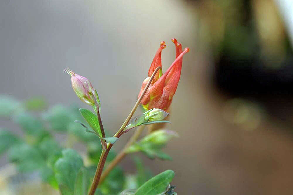 Image of red columbine