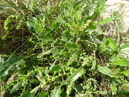 Image of sea beet