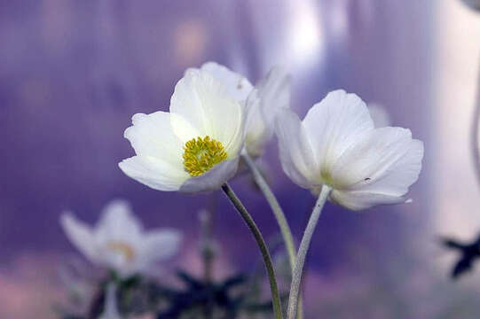 Image of Snowdrop Anemone