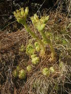 Imagem de Sempervivum globiferum subsp. allionii (Jord. & Fourr) H.