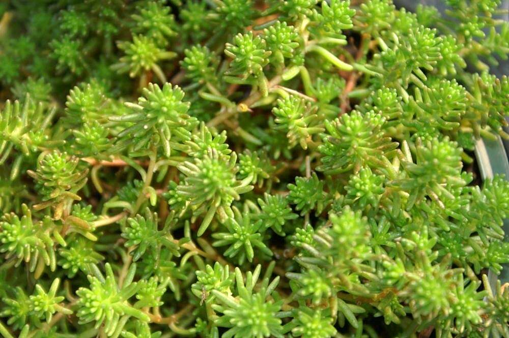 Слика од Sedum sexangulare L.