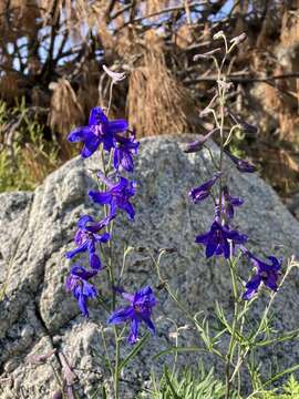 Image of Rocky Mountain larkspur