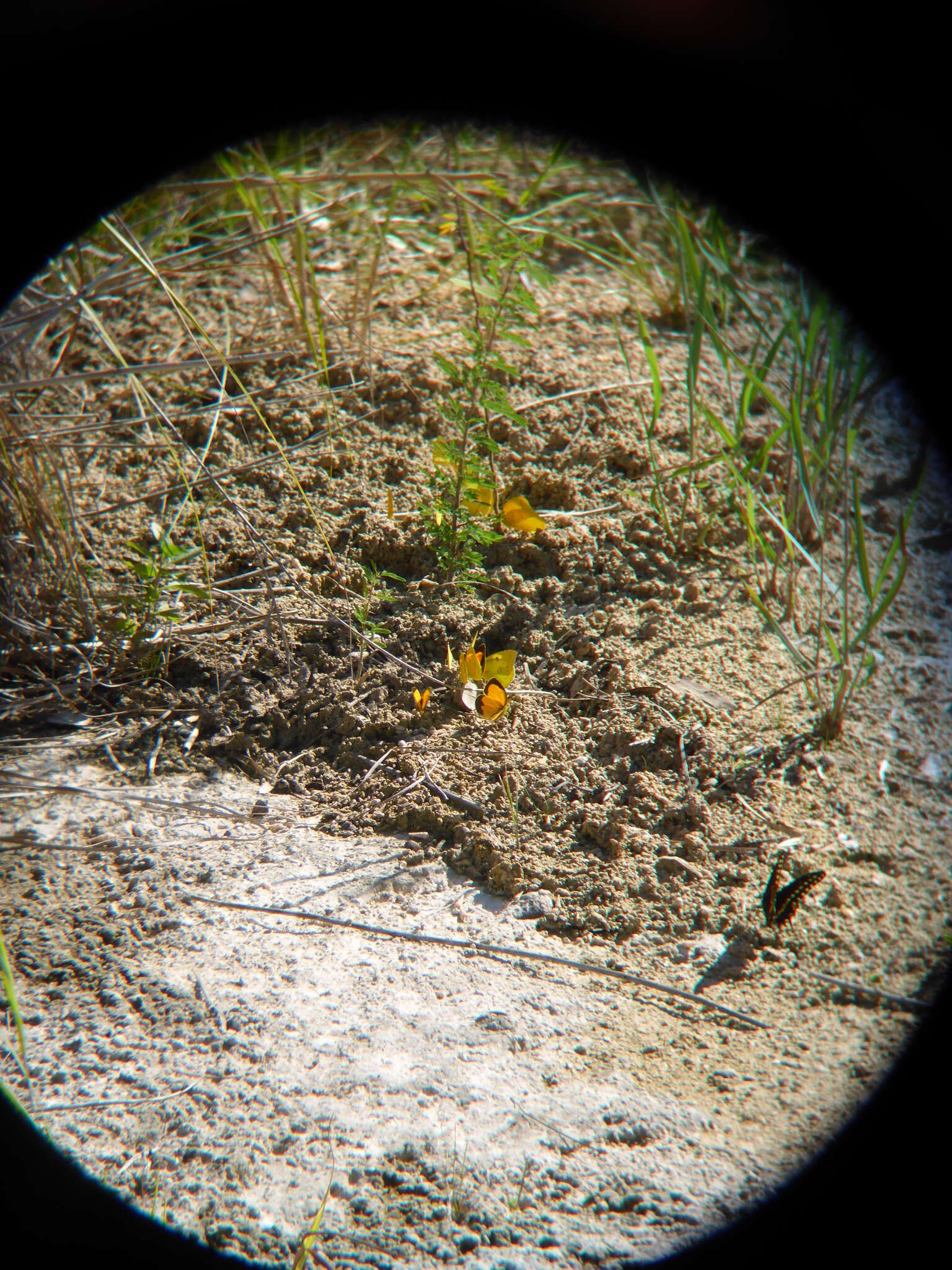 Image of Orange Sulphur