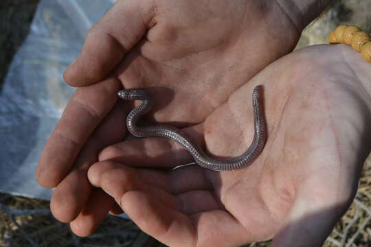 Image of Anatolian Worm Lizard