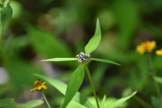 Image of Crusea longiflora (Roem. & Schult.) W. R. Anderson