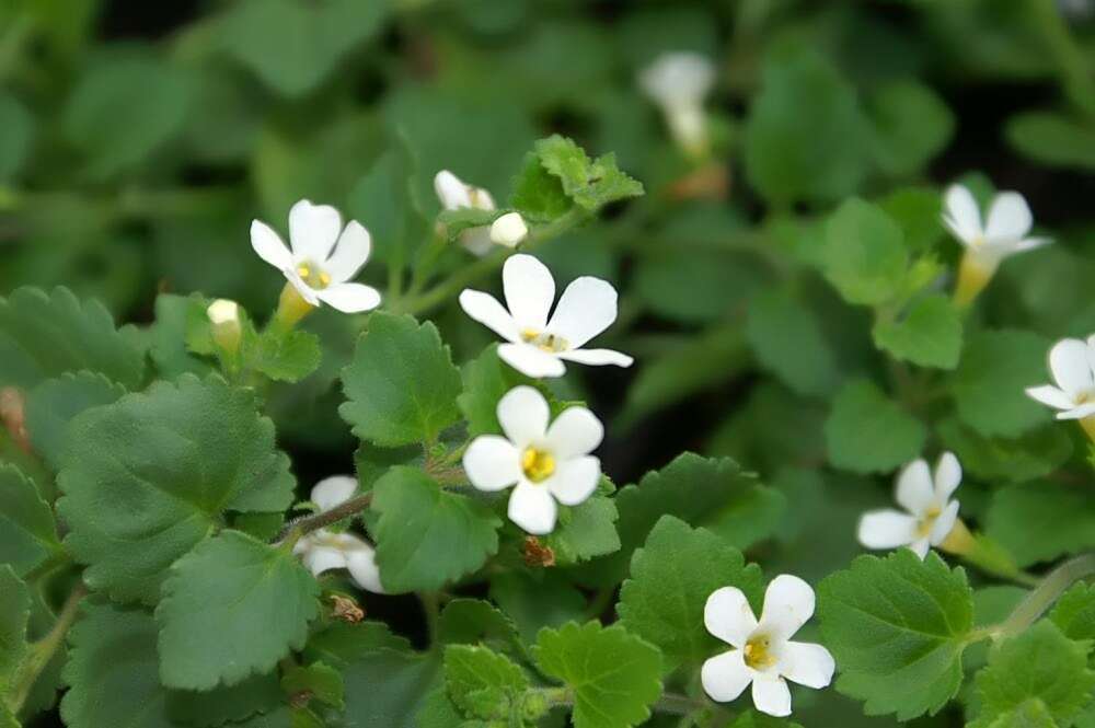 Image of Sutera cordata (Thunb.) Kuntze