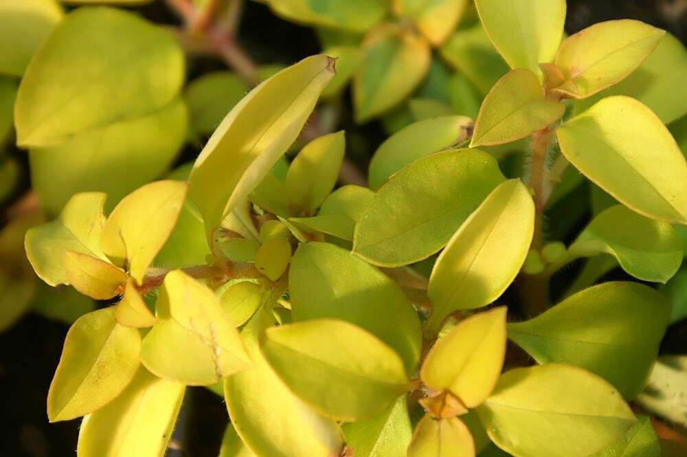 Plancia ëd Lysimachia congestiflora Hemsl.