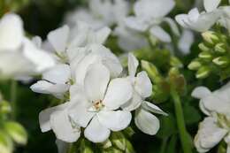 Image of zonal geranium