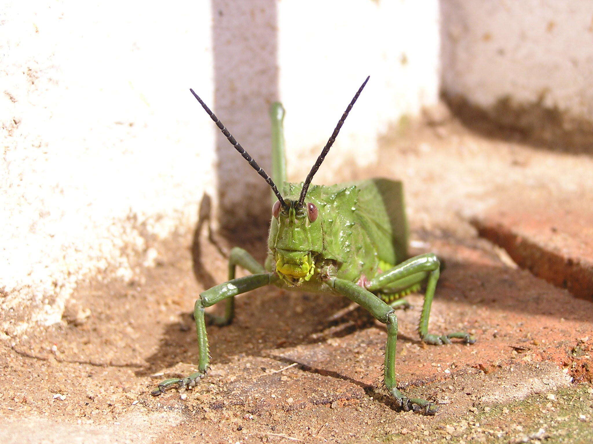 Plancia ëd Phymateus (Phymateus) viridipes subsp. viridipes Stål 1873