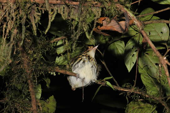 Image of Spectacled Antpitta