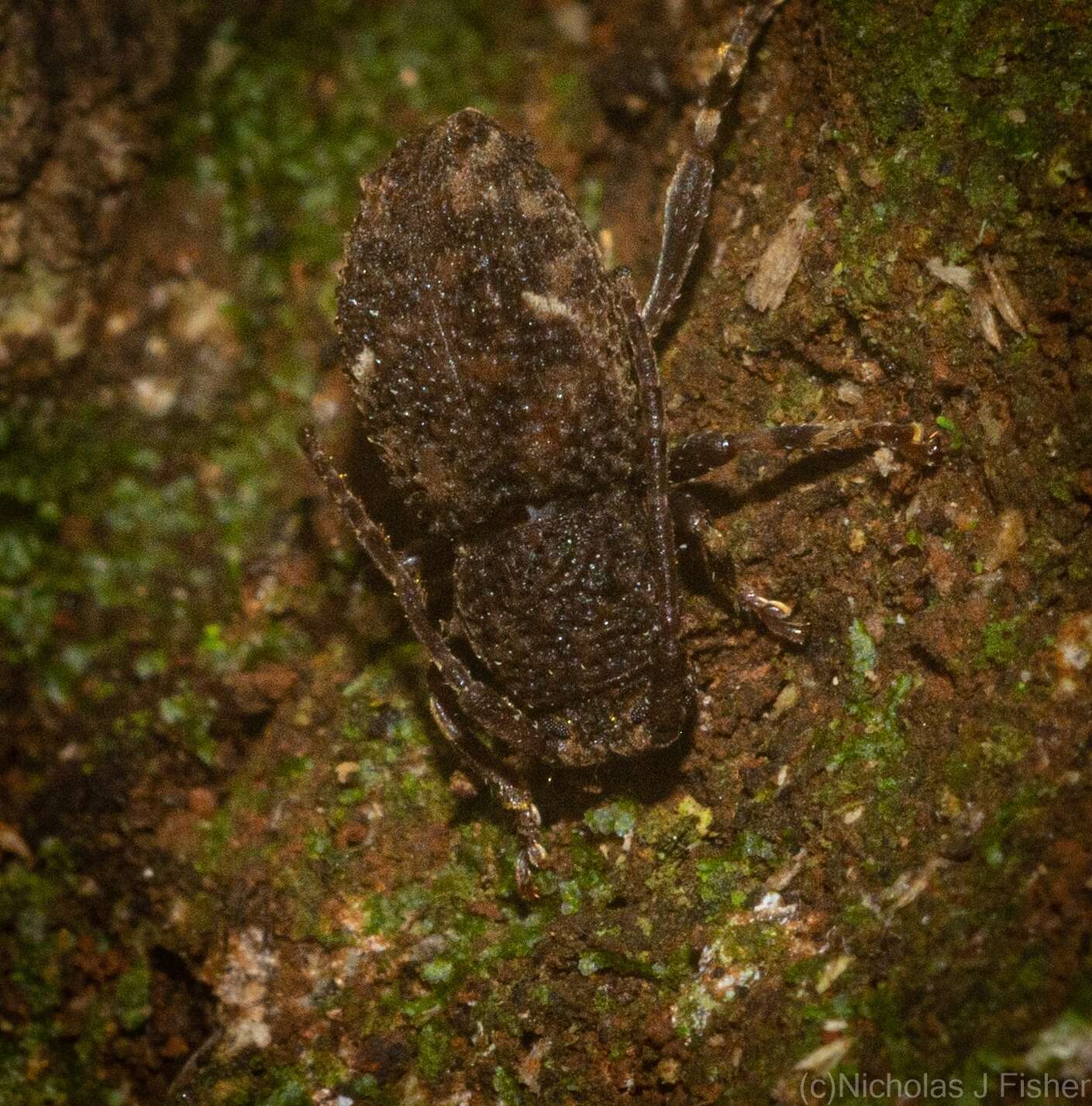 Image of Athemistus torridus Blackburn 1894