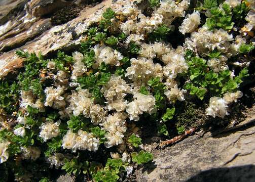 Sivun Paronychia kapela subsp. serpyllifolia (Chaix) Graebner kuva