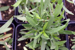 Image of tarragon