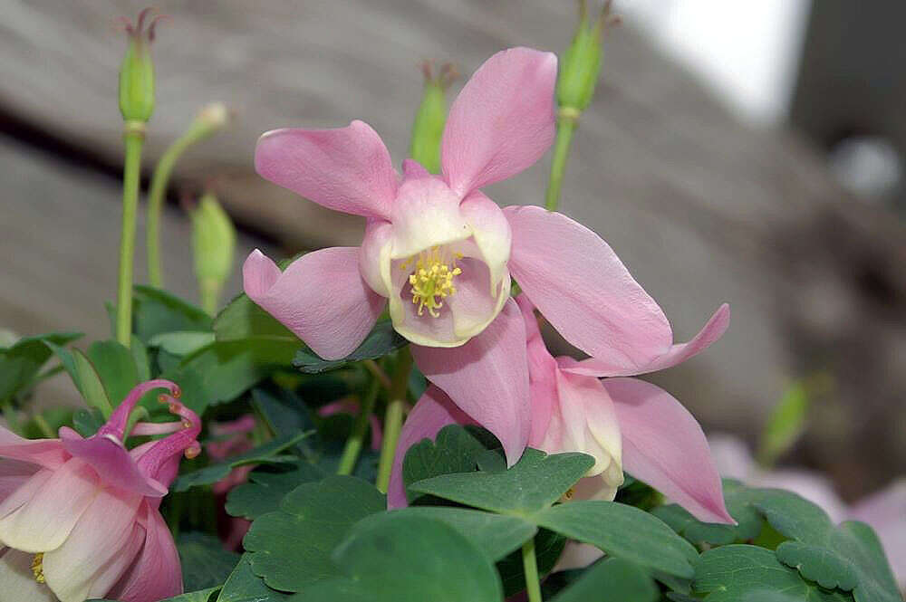 Image of fan columbine