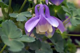 Image of fan columbine