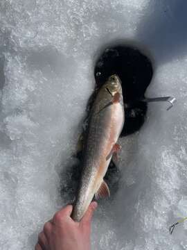 Image of Arctic Char