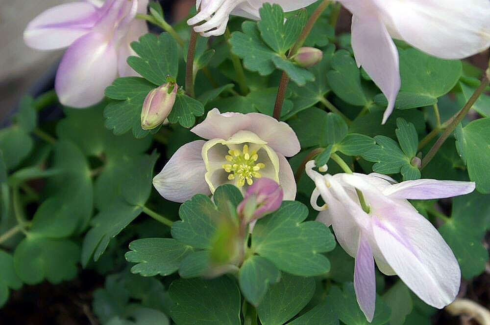 Image of fan columbine