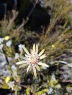 Image de Leucadendron nitidum Buek ex Meissn.