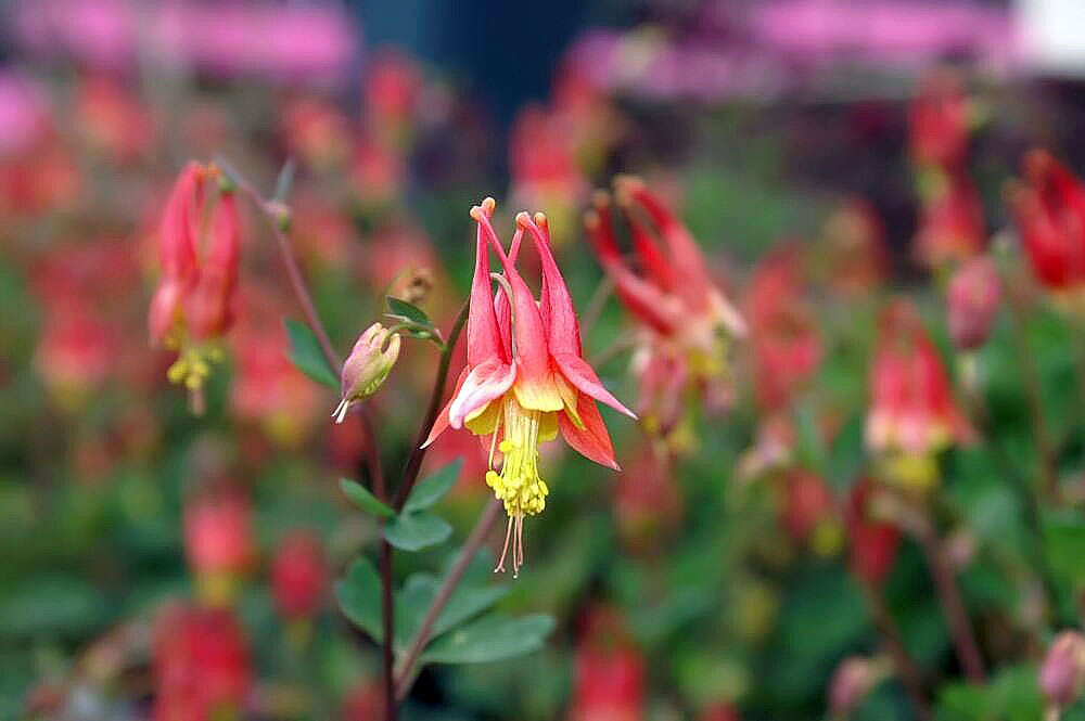 Image of red columbine