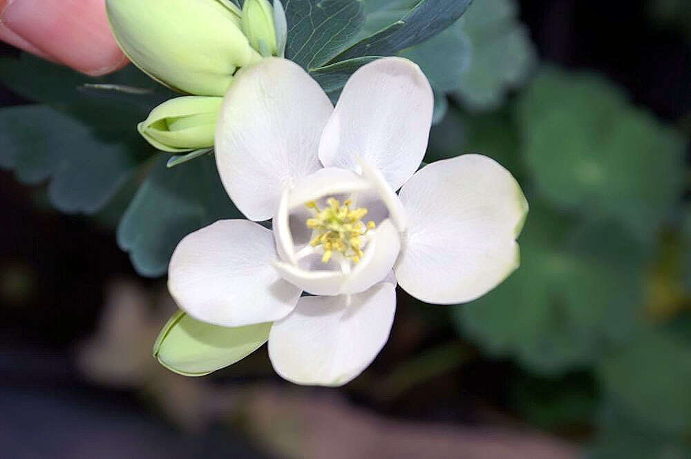 Image of fan columbine