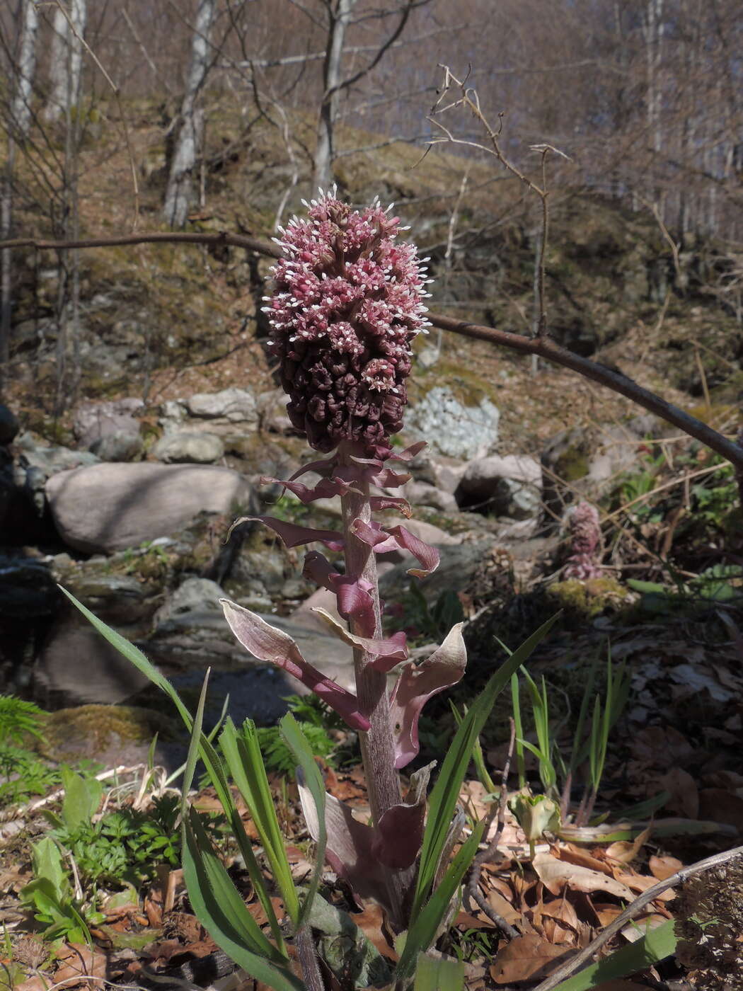 Image of pestilence wort