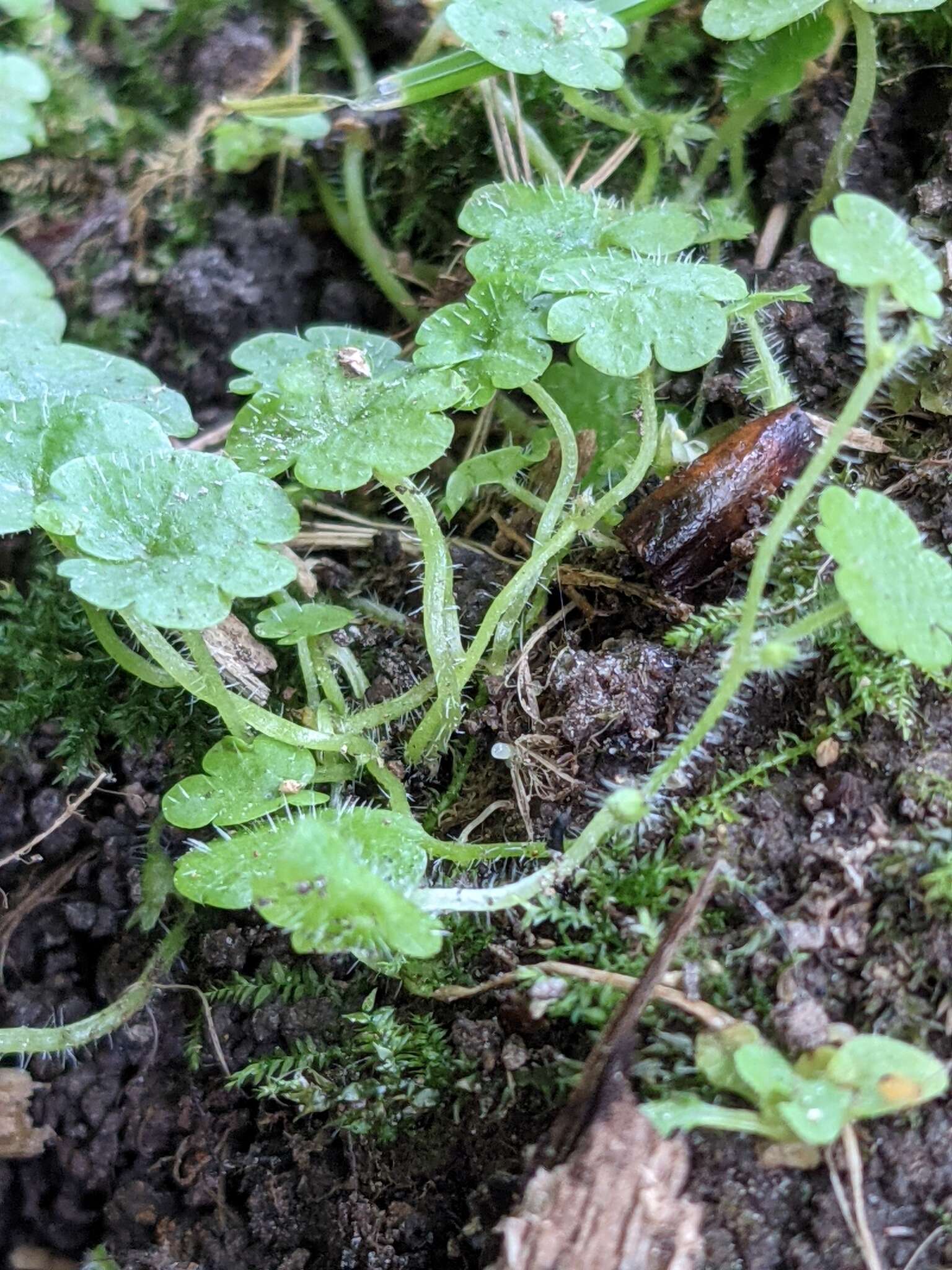 Sibthorpia europaea L. resmi