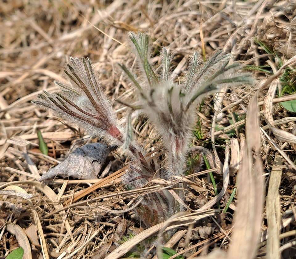 Imagem de Pulsatilla cernua (Thunb.) Bercht. & Presl